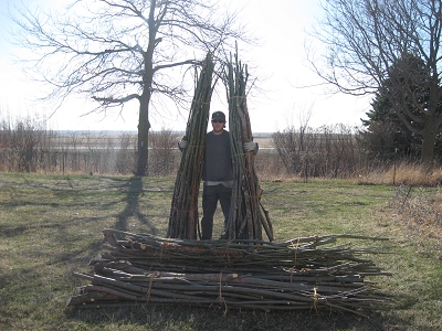 Large Hybrid Willow Cuttings