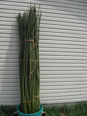 Fast Growth Hybrid Trees Cuttings