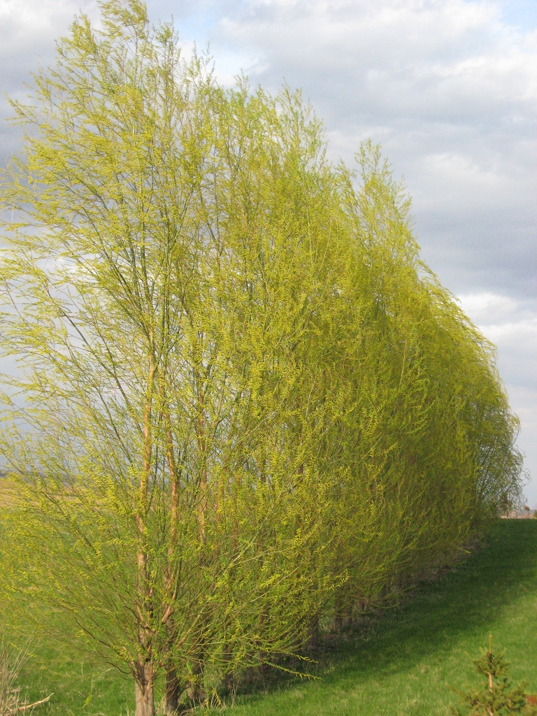 Fast Growing Windbreak Trees Image Home Garden And Tree Rtecx Com Fast Growing Tree 05 Spring