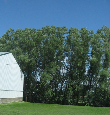 Best Windbreak Trees Iowa