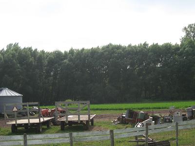 Hybrid Willow Windbreak